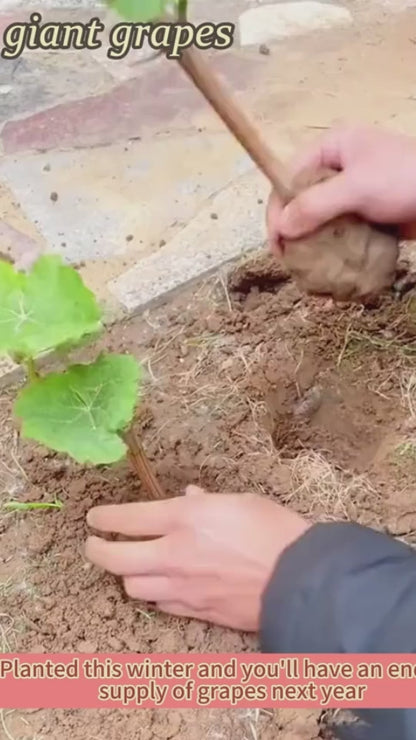 Black Grapes Hybrid Seeds